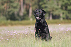 sitting Labrador Retriever