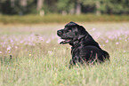 Labrador Retriever lies on meadow