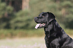 Labrador Retriever Portrait