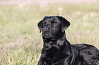 Labrador Retriever Portrait