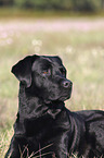 Labrador Retriever Portrait