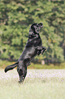 Labrador Retriever on hind legs