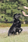 Labrador Retriever on hind legs