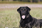 Labrador Retriever Portrait