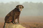 sitting Labrador Retriever