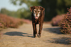 walking Labrador Retriever