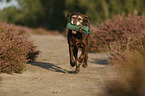 running Labrador Retriever