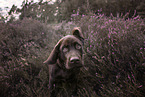 young Labrador Retriever