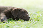 sleeping Labrador Retriever puppy