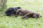 sleeping Labrador Retriever puppies