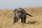 Labrador Retriever Puppy