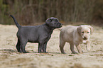 Labrador Retriever Puppies