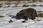 Labrador Retriever Puppy