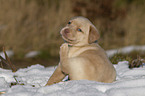 Labrador Retriever Puppy