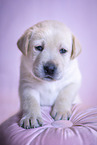 Labrador Retrievern Puppy