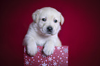 Labrador Retrievern Puppy