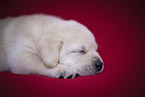 Labrador Retrievern Puppy