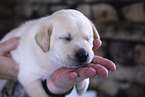 Labrador Retrievern Puppy