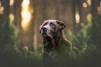 Labrador Retriever Portrait