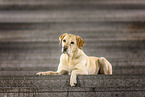 blonde Labrador Retriever