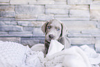 Labrador Retriever Puppy