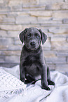 Labrador Retriever Puppy