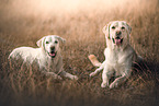 2 Labrador Retriever