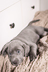 Labrador Retriever Puppy