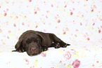 Labrador Retriever Puppy in Studio