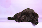 Labrador Retriever Puppy