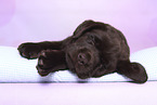 Labrador Retriever Puppy