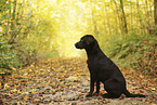 female Labrador Retriever