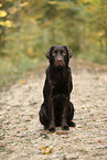 female Labrador Retriever