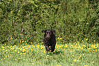 female Labrador Retriever