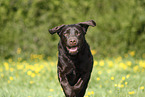 female Labrador Retriever