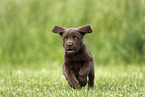 Labrador Retriever Puppy