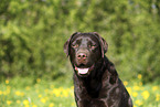 female Labrador Retriever