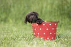 Labrador Retriever Puppy