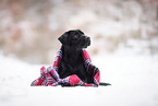 female Labrador Retriever