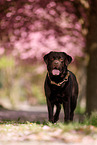 chocolate Labrador Retriever