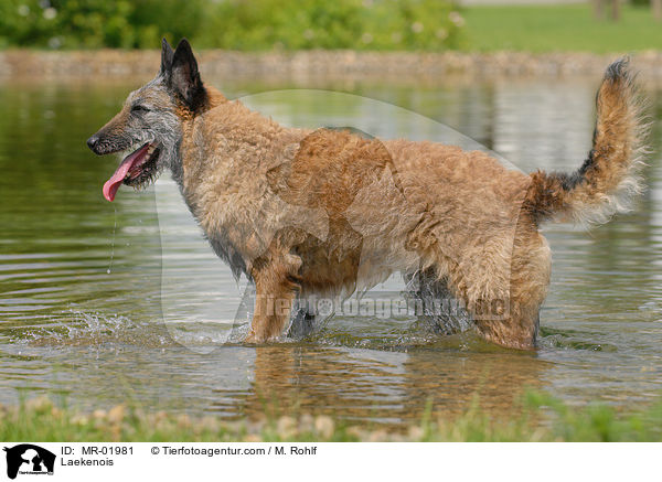 Belgischer Schferhund Laekenois / Laekenois / MR-01981
