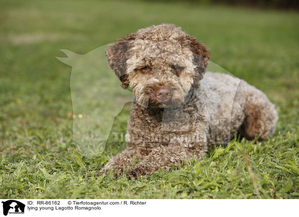 liegender junger Lagotto Romagnolo / lying young Lagotto Romagnolo / RR-86162