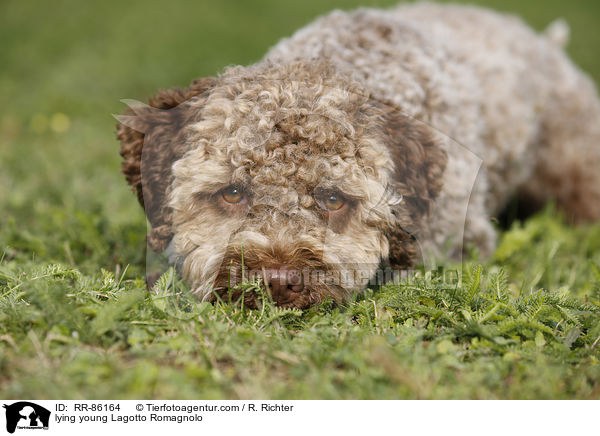 liegender junger Lagotto Romagnolo / lying young Lagotto Romagnolo / RR-86164