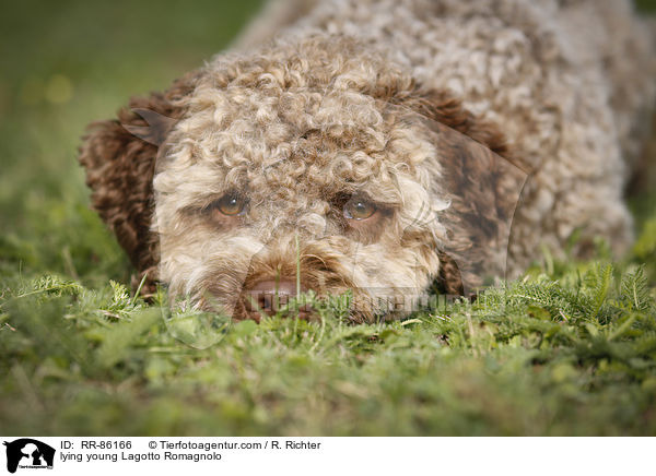liegender junger Lagotto Romagnolo / lying young Lagotto Romagnolo / RR-86166