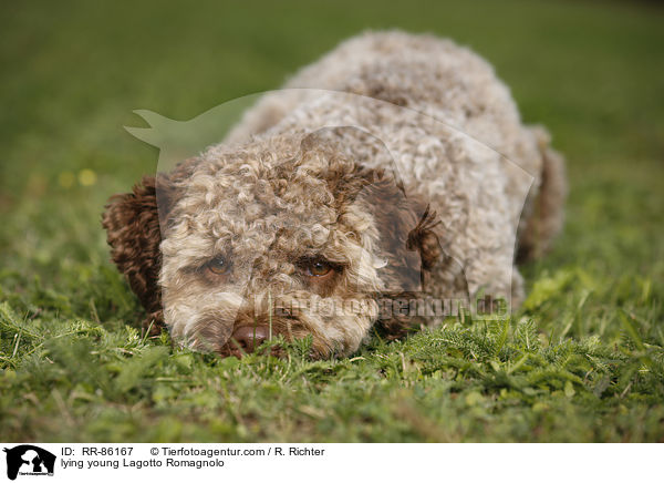 liegender junger Lagotto Romagnolo / lying young Lagotto Romagnolo / RR-86167