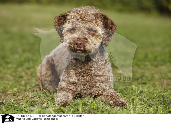 liegender junger Lagotto Romagnolo / lying young Lagotto Romagnolo / RR-86172