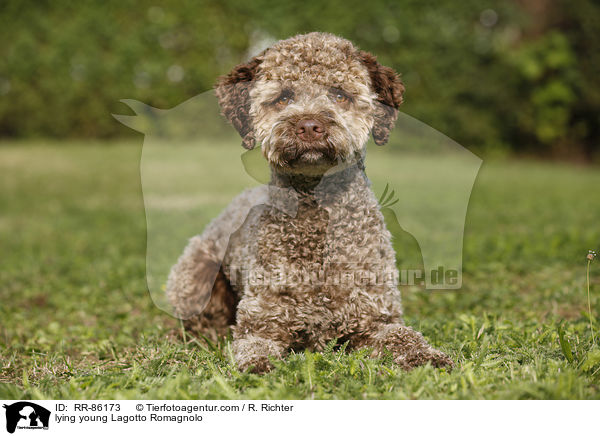 liegender junger Lagotto Romagnolo / lying young Lagotto Romagnolo / RR-86173