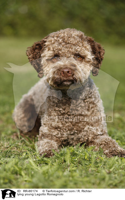 liegender junger Lagotto Romagnolo / lying young Lagotto Romagnolo / RR-86174