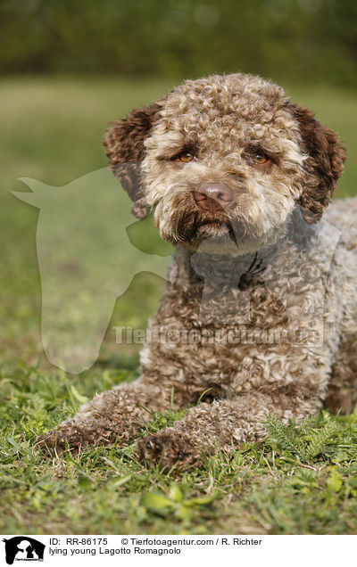 liegender junger Lagotto Romagnolo / lying young Lagotto Romagnolo / RR-86175