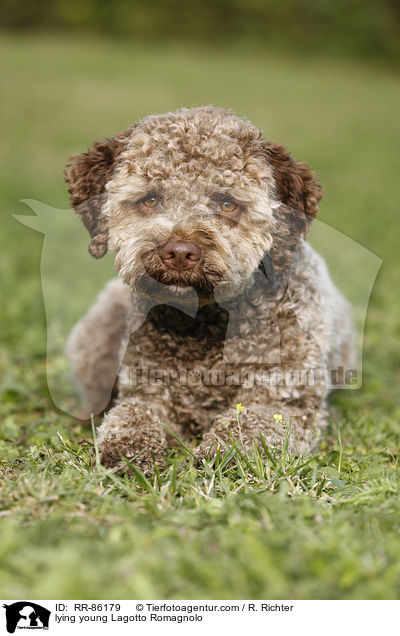 liegender junger Lagotto Romagnolo / lying young Lagotto Romagnolo / RR-86179
